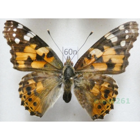 Vanessa cardui (Linnaeus, 1758) Rusałka osetnik Poland60n